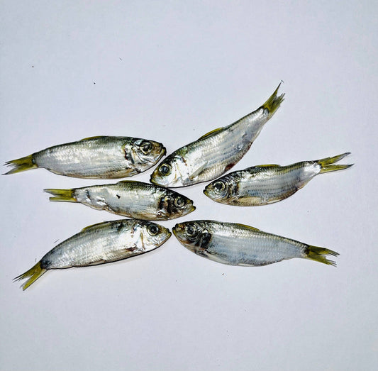 Florida Man Pet Treats - Whole FL Sardines