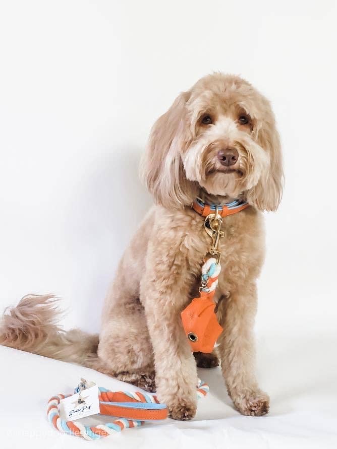 PoisePup - COLLAR - VIBRANT SUNSET
