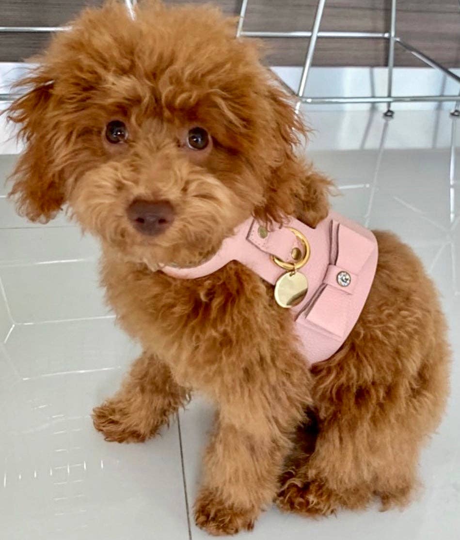 PoisePup - HARNESS - BELLA ROSE