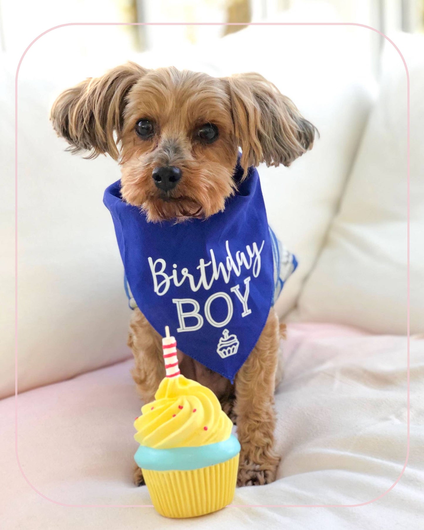 Birthday Cupcake Squeaky Natural  Rubber Dog Toy Medium Size