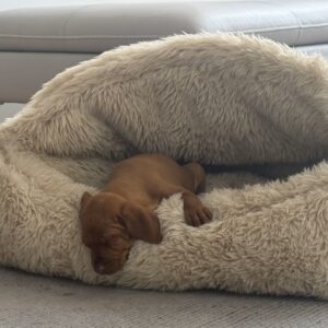 Cozy Canopy