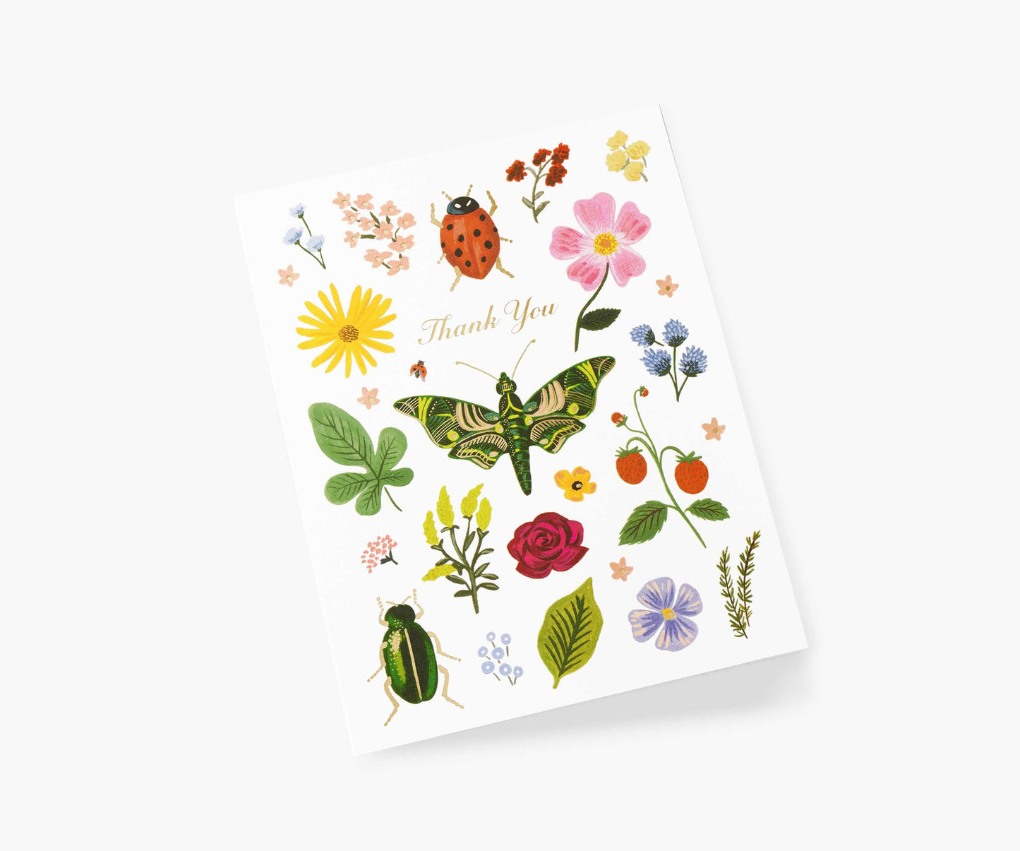 Curio Thank You Card - Single Card